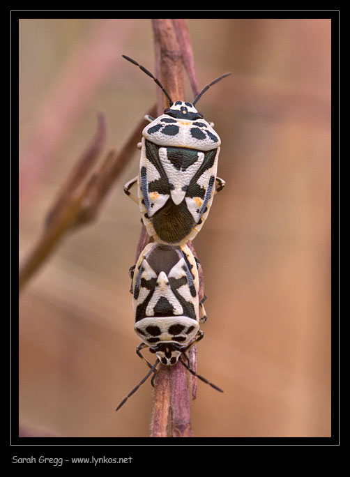 Visto che ci sono... anche un Eurydema,